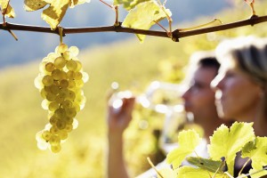 Close-up of bunch of green grapes hanging from vine in vineyard with blurred woman and man (couple) in background holding glasses for wine tasting.