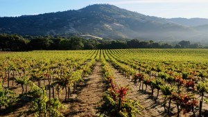 Morning on a California Pinot Noir Vineyard, Mendocino County