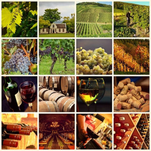 vinhos