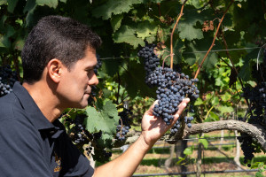 Herbert-Sales-proprietario-da-Vinicola-Essenza-durante-Vindima-2025 (1)