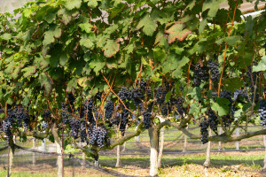 Vinhedo-da-Vinicola-Essenza